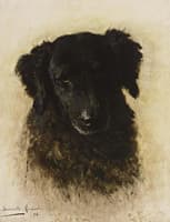 A Dog