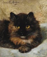 A Kitten