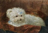 A Maltese