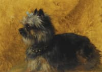A Yorkshire Terrier
