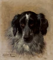 An English Setter