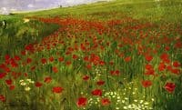 Poppy Field