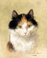 A Cat