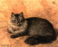 Peter the Cat