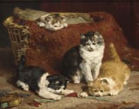 kittens at play