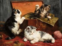 kittens at play