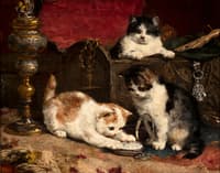 kittens playing with a pocket watch