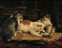 time on their paws