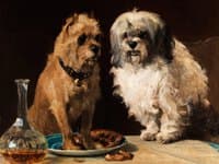zwei hunde