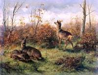 Roe deer