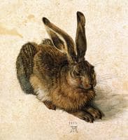 Young Hare