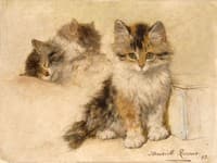 Study of Kittens