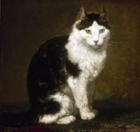 A Black and White Cat