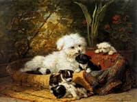 A Cairn Terrier with Pups