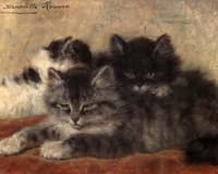 Kittens