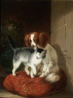 Cat and Dog on a Pillow