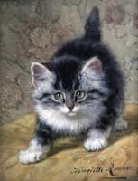 Portrait of a kitten