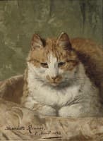 A Cat