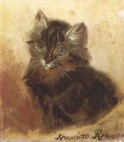 A Little Kitten