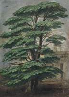 Cedar at Bevois Mount Where Pope Sat