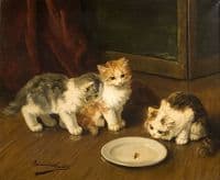 chatons observateurs