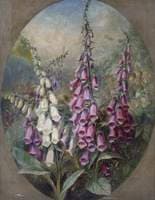 Foxgloves