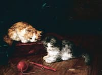 kittens playing