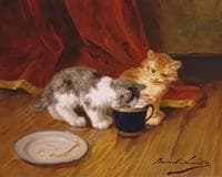 tea time