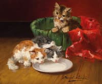 the milk dish