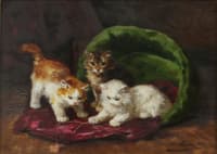 three kittens