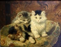 Three playful kittens
