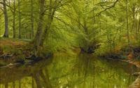 River Running through a Forest
