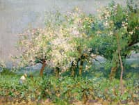 Apple Blossoms