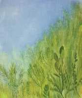 Grass and Sky
