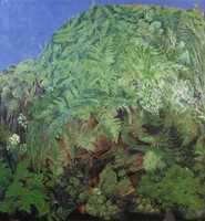 Ferns
