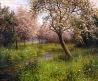 Apple Blossoms