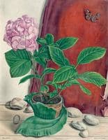 Hortensia