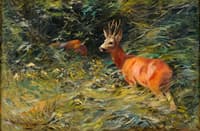 Deer