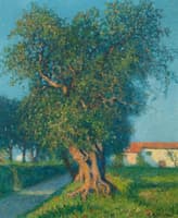 Vieux oliviers, la Colle sur Loup