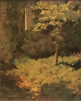 Tree Shadows