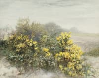 Gorse in Flower on the Isle of Wight