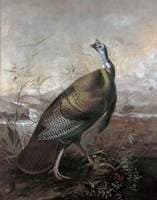 American Turkey