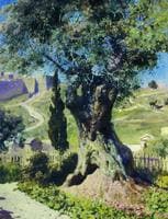 Olive Tree in the Garden at Gethsemane