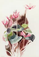 Cyclamen