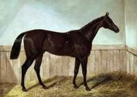 Charles XII