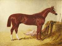 Elis, Winner of the St Leger Stakes, 1836, in a Loose Box