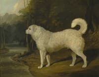 A Dog Called Ross