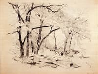 Woodland Scene