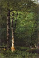 Beeches and Ferns