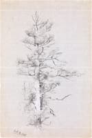 Tree Study